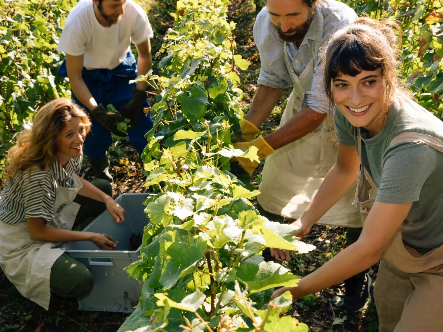 Pernod Ricard - Vineyards